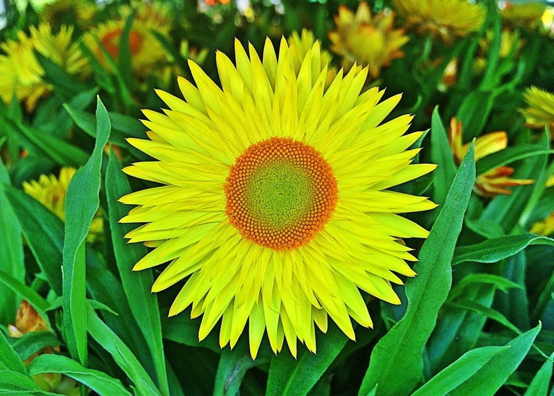 green color, blossom, close-up, spring, pollen, full frame, flowering plant, no people, plant, beauty in nature, yellow, petal, strawflower, growth, flower head