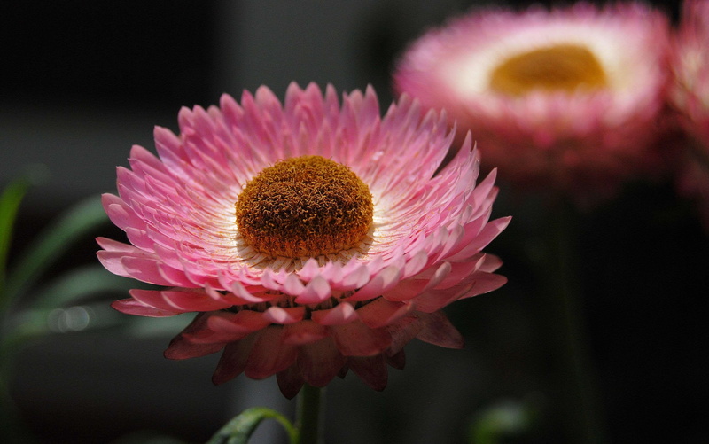 focus on foreground, fragility, softness, botany, flowers, flower head, inflorescence, no people, nature, flora, freshness, pink color, petal, pink, growth