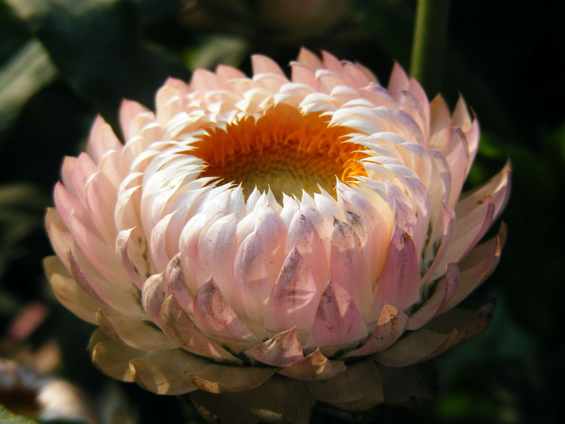 beauty in nature, xerochrysum bracteatum, day, flora, blossom, pollen, close-up, bloom, no people, golden everlasting, focus on foreground, flower, freshness
