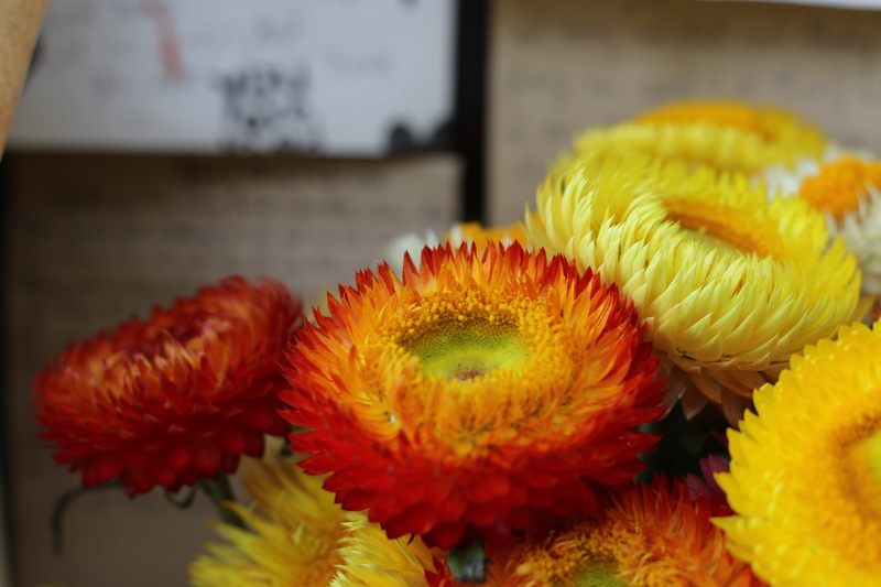 multi colored, flower head, peace, flowering plant, 5K, table, no people, xerochrysum bracteatum, flower arrangement, indoors, strawflower, yellow, petal