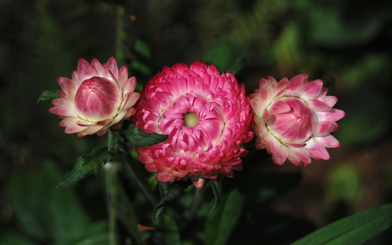 2K, vulnerability, helichrysum, growth, peony, daytime, petal, summer, strawflower, inflorescence, close-up, flowering plant, flowers, flower, pink, plant