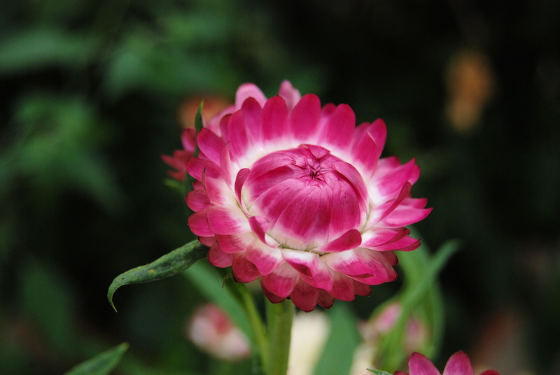 inflorescence, day, beauty in nature, petal, vulnerability, no people, 4K, strawflower, close-up, freshness, fragility, flower, helichrysum, peony, outdoors