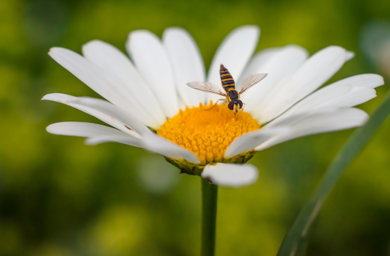 4K, perched, petaled, closeup, Hoverfly, photo, flower, Helios, f/2, sorin, white, romania