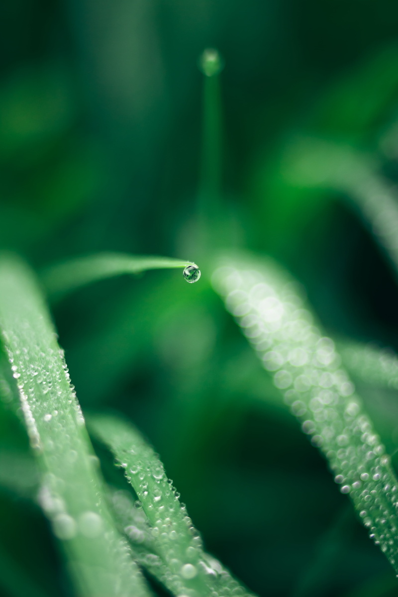 dew, focus, shallow focus, close-up, 4K, wet, green leaf, shallow, romania, drop, rain, raindrop, photograph, sorin, green, leaf, macro, Bokeh, nature