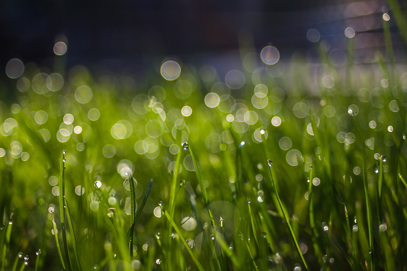droplets, 4K, Carl  Zeiss, photo, summer, wet, plant, freshness, nature, springtime, green Color, close, close-up, green grass, leaf, water droplets, green