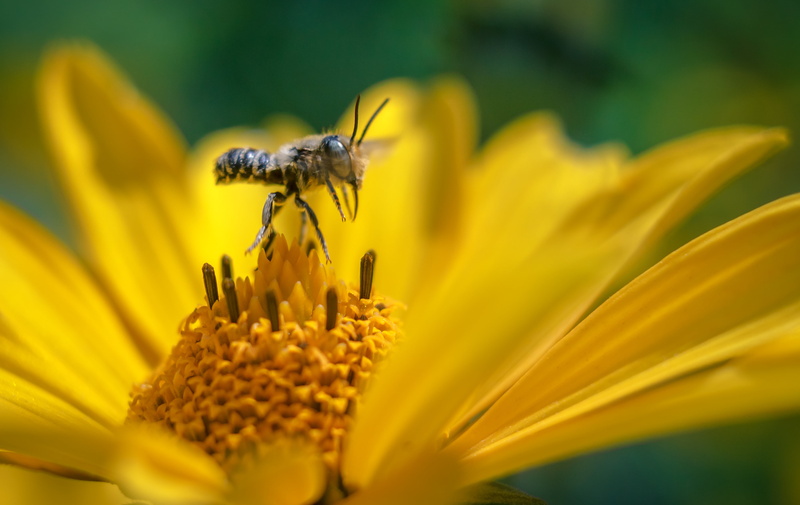 4K, macro, sorin, fly, CZJ, macro photography, petal, 35mm, romania, flower, flowers, flight, daytime, multi, photography, black, mimic, yellow, bee