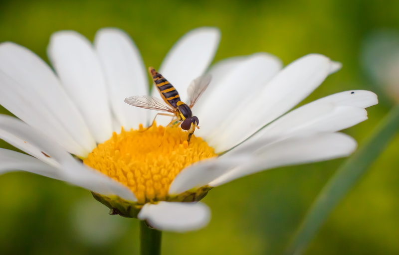f/2, 4K, taking, Bee, animal, flower, beauty In Nature, romania, sorin, photography, Stripes, close-up, food, nature, helios, insect, yellow, plant, animal Wing