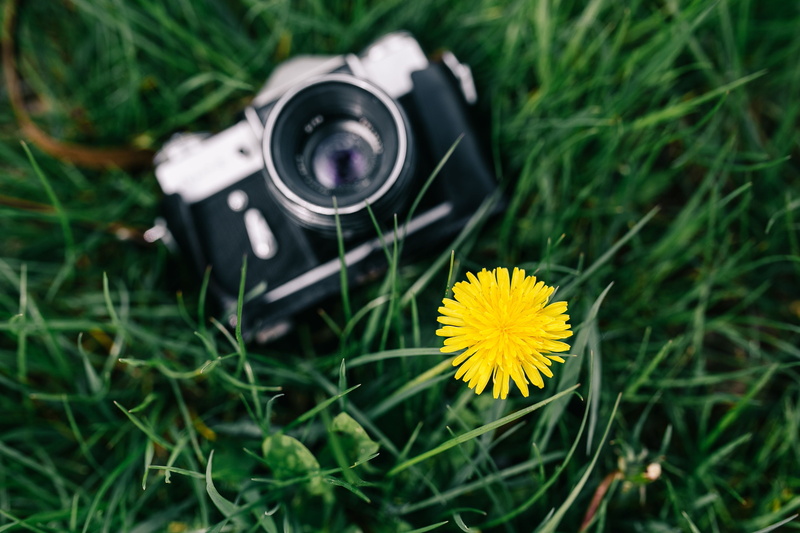 yellow, day, beauty in nature, plant, digital camera, camera - Photographic Equipment, freshness, flowering plant, photography Themes, equipment, flower head