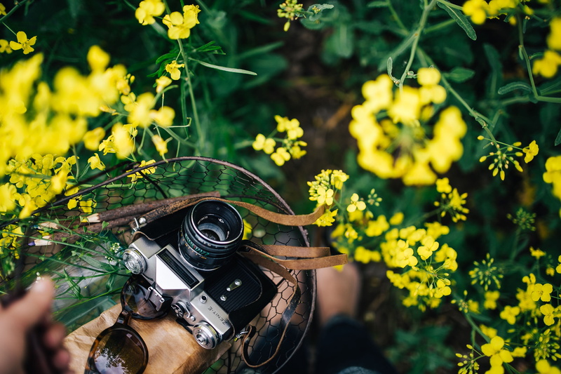 4K, technology, close-up, filming, field, hand, rapeseed, passion, day, human hand, photographing, summer, lifestyles, hobby, human body part, activity