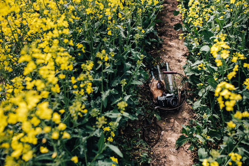 beauty in nature, agriculture, no People, Woman, camera, blooming, flowering plant, high angle view, rapes, hobby, one person, leisure activity, zenit