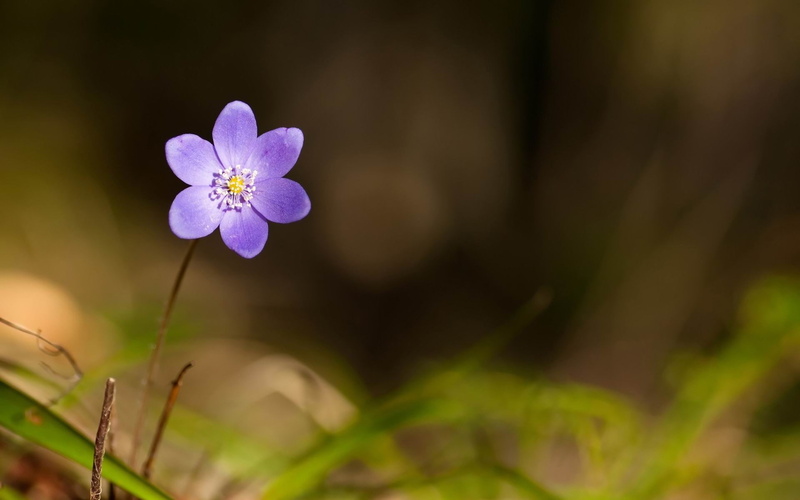 day, land, vulnerability, hepatica, pink, 1080P, inflorescence, flower, outdoors, plant, petal, close-up, violet, flower head, flowering plant