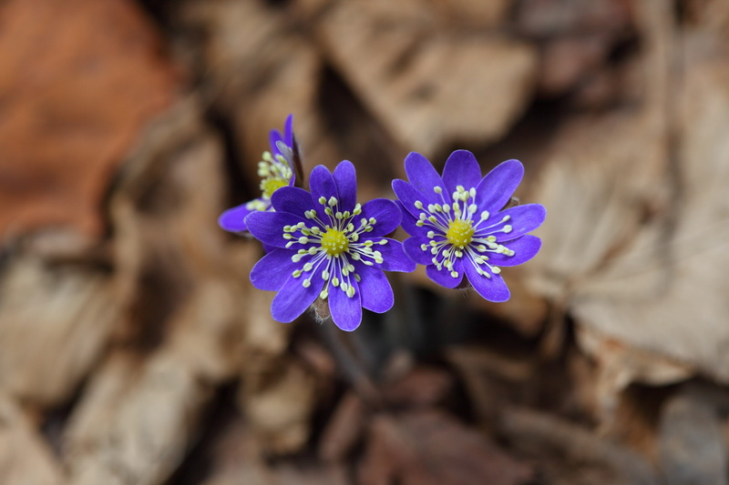 blossom, fragility, freshness, spring flowers, mountain, flower head, hepatica, nature, purple, wild, close-up, blue, wind, petal, leaves, plant, people