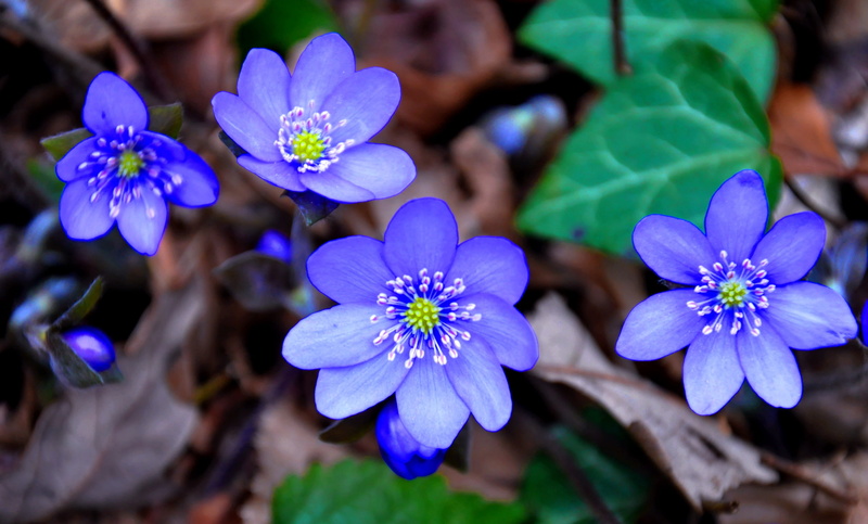 purple, biology, selective, outdoors, springtime, summer, photo, growth, 2K, nature, hepatica nobilis, flower head, inflorescence, fragility, plant, focus on foreground