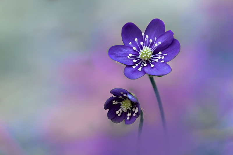 flowering plant, outdoors, flowers, blue, no people, flower head, fragility, beauty in nature, botany, day, inflorescence, two, purple, freshness, close-up