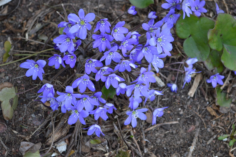 close-up, spring, blossom, hepatica, outdoors, plant, fragility, spring flower, focus on foreground, beauty in nature, land, vulnerability, flower head