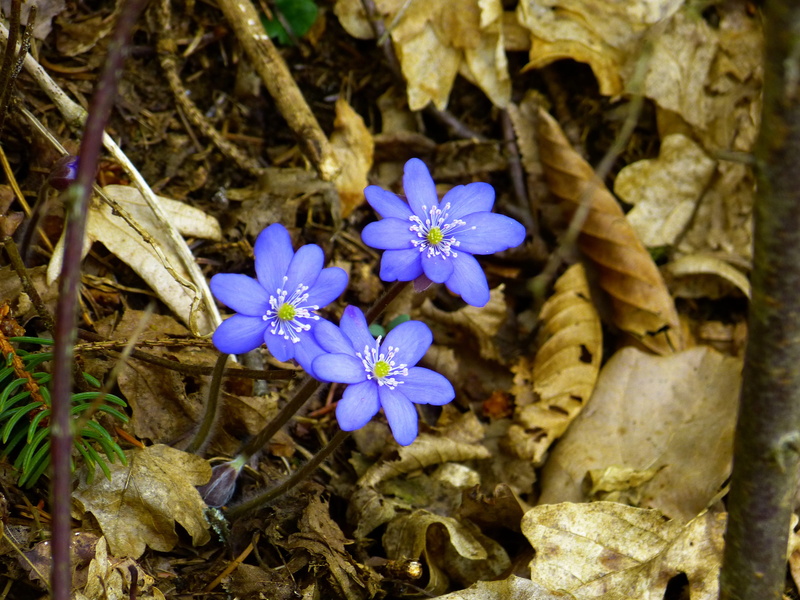 fragility, 4K, bloom, vulnerability, no people, nature, flower, inflorescence, day, hepatica nobilis, ranunculaceae, field, leaf, outdoors, growth, spring
