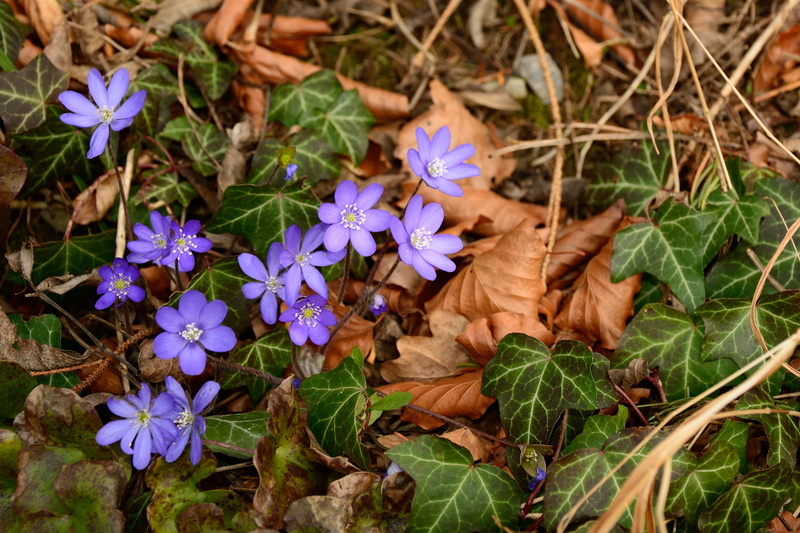 of course, flower head, 4K, spring, idyllic, leaf, growth, vulnerability, outdoors, petal, high angle view, nature, flower, hepatica, Ground, plant part