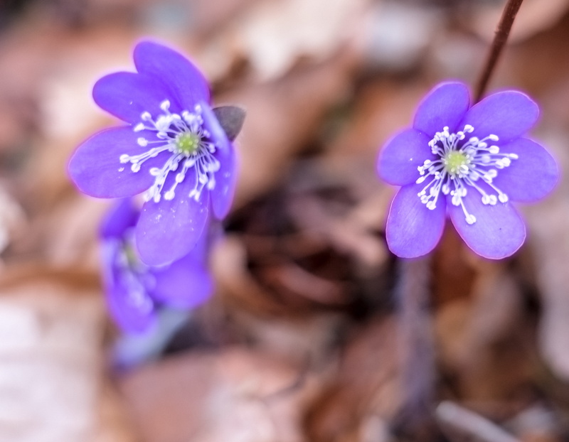 purple, day, beautiful woman, beauty in nature, nature, flower head, selective focus, hepatica, growth, blue, flower, close-up, petal, vulnerability, bloom