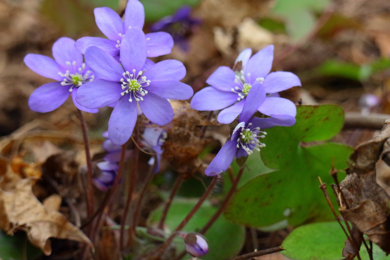 leaf, pennywort, inflorescence, Hepatica, purple, vulnerability, flower head, blue flowers, spring flower, flowering plant, no people, finnish, growth