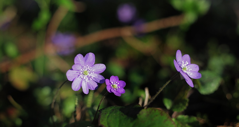plant, blue wild flower, blossom, fragility, forest, freshness, Hepatica Nobilis, springtime, inflorescence, liverwort, close-up, no people, purple, petal