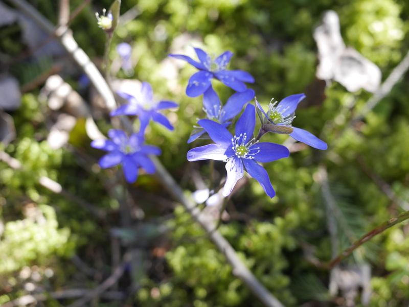 outdoors, nature, close-up, Hepatica, 4K, beauty in nature, Spring, no people, plant stem, flowering plant, forest, freshness, plant, selective focus