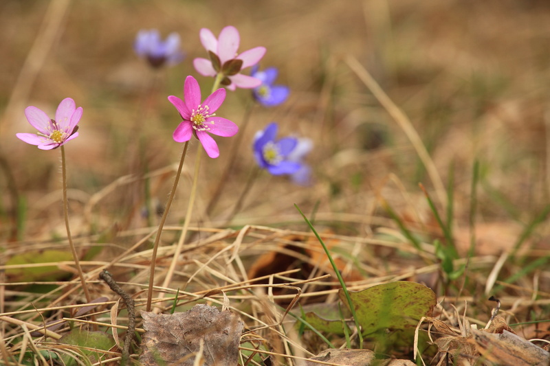 field, shot, first spring flowers, early summer, focus on foreground, grass, 4K, flower head, fragility, natural flower, freshness, flower, anemones, selective focus