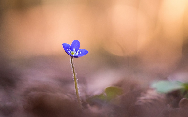 macro, 4K, flower backgrounds, Anemone hepatica, Blur, petals