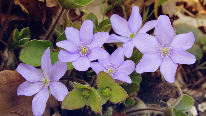 flower head, no people, anemone, spring aspect, freshness, podléška, inflorescence, flowering plant, anemone hepatica, outdoors, pollen, fragility, artery