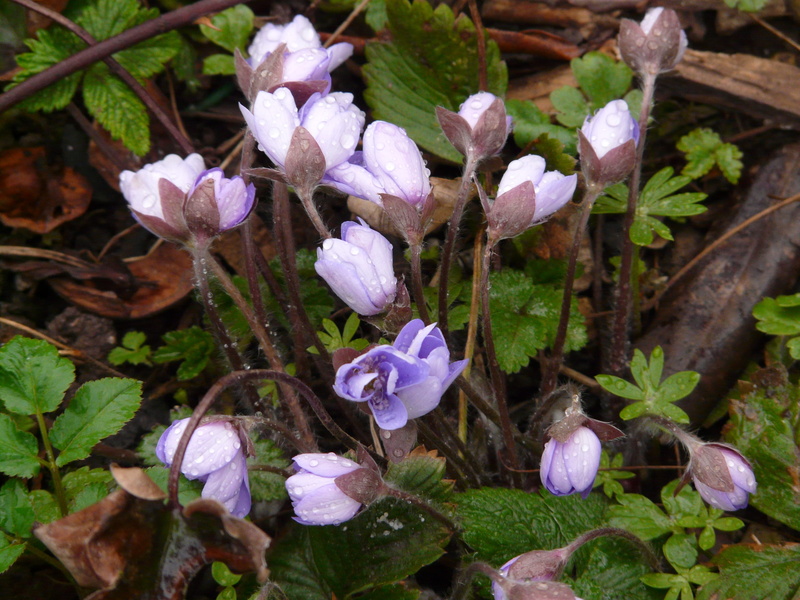 day, growth, flower head, Raindrop, nature, plant, high angle view, anemone hepatica, 2K, flower, plant part, purple, leaf, Hepatica, close-up, vulnerability