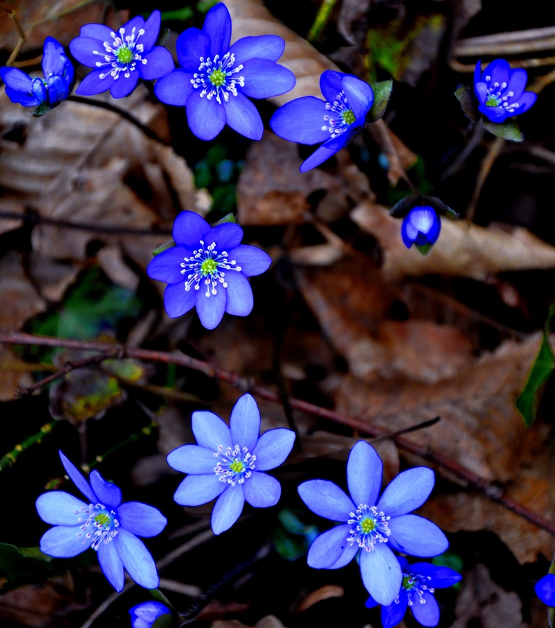 petal, flower head, flower, 2K, high angle view, no people, freshness, focus on foreground, spring, hepatica nobilis, purple, beauty in nature, inflorescence