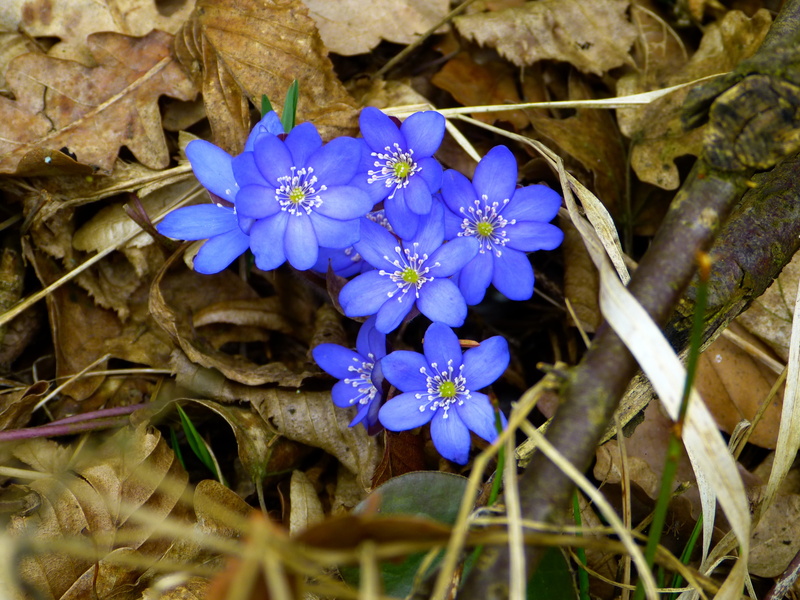 day, anemone, fragility, closeup, petaled, nature, iris, spring, 4K, hepatica, ranunculaceae, flowerrs, blue, flower, plant, leaf, bloom, no people, petal