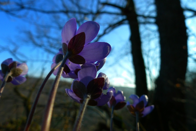 growth, sky, springtime, petal, no people, land, close-up, tree, flower, hepatica, flowering plant, freshness, outdoors, day, inflorescence, beauty in nature