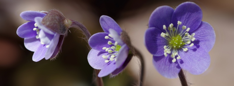petaled, close-up, macro photography, purple, Hepatica, 5K, beauty In Nature, blue, nature, photography, three, flowers, macro, Facebook, flower, springtime