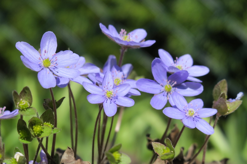 nature, growth, focus on foreground, vulnerability, day, ornamental garden, petal, fragility, plant, flower head, 5K, flowering plant, outdoors, garden