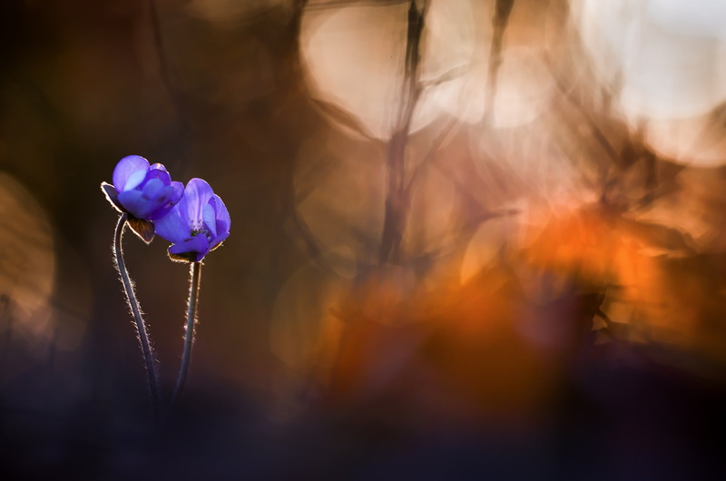 spring, Hepatica nobilis, nature, 1080P, flowers