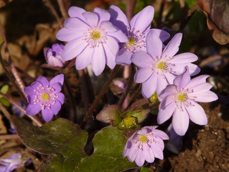 focus on foreground, spring, fragility, vulnerability, 2K, hepatica, botany, inflorescence, flower head, outdoors, anemone, purple, blossom, day, leaf