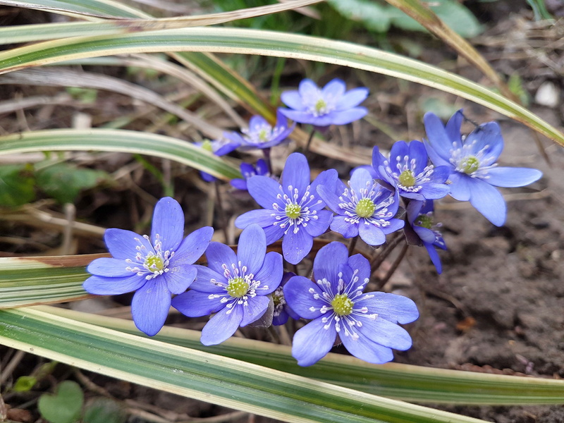 inflorescence, flowers, petal, focus on foreground, botany, beauty in nature, flower head, no people, flowering plant, outdoors, nature, purple, crocus