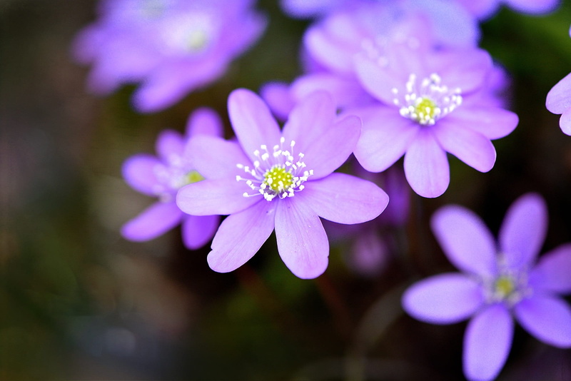 growth, close, pollen, focus on foreground, spring flower, freshness, botany, fragility, purple, nature, 1080P, vulnerability, no people, osteospermum