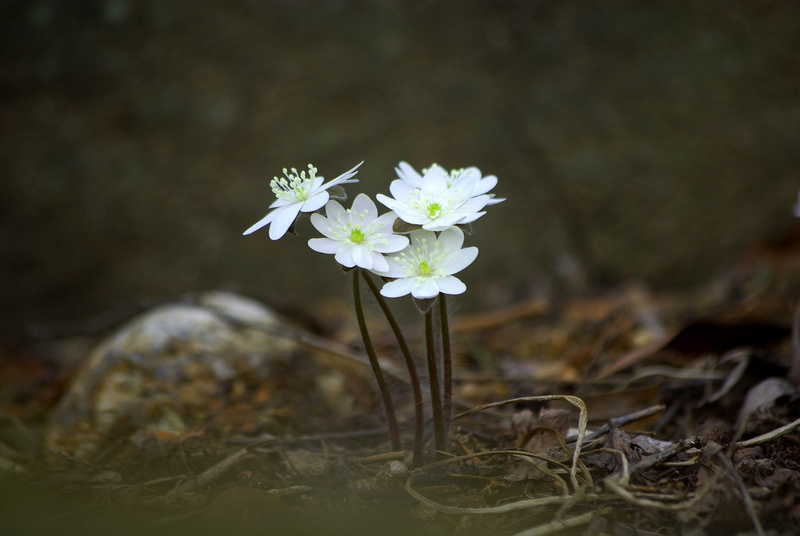 selective focus, close-up, petaled, beauty in nature, plants, 4K, inflorescence, freshness, valley, flower, flowers, wild, nature, plant, flowering plant