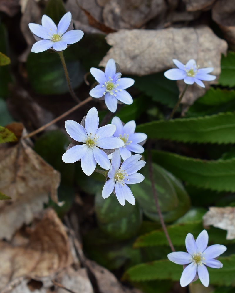 day, 2K, selective focus, nature, high angle view, wildflower, close-up, petal, no people, medicinal, vulnerability, growth, flower head, blossom, flowering plant
