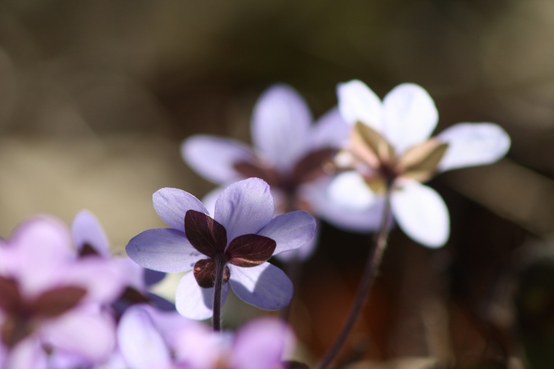 close-up, plant, beauty in nature, fragility, day, inflorescence, white color, spring, flowering plant, hepatica, spring plant, vulnerability, crocus, selective focus