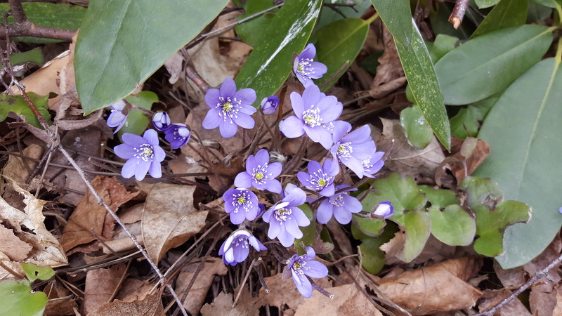 pennywort, close-up, plant part, petal, hepatica, high angle view, plant, flower Head, day, flowering plant, inflorescence, fragility, spring flower, nature