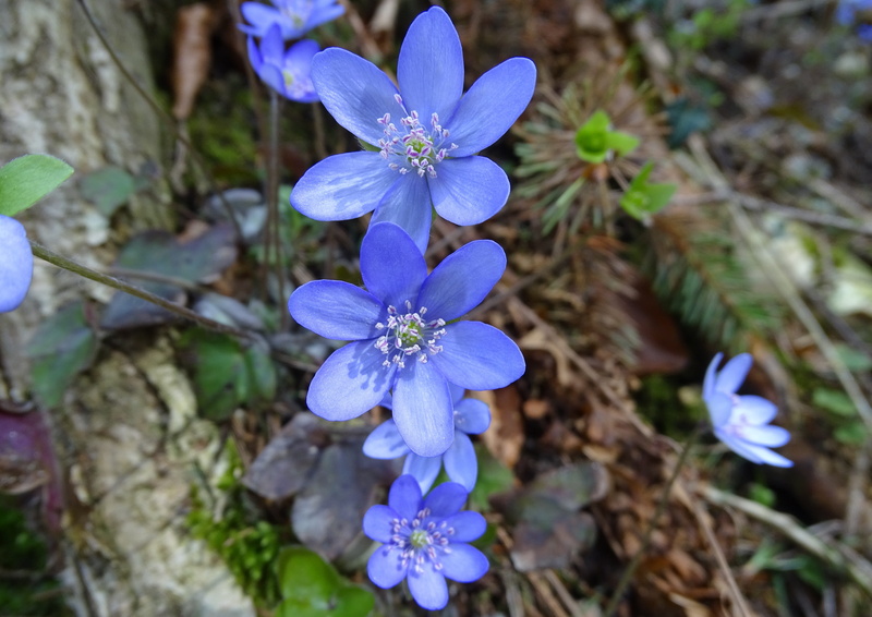 4K, day, plant, botany, petal, inflorescence, hepatica, fragility, no people, vulnerability, nature, wild flower, calcareous soil, flower, beauty in nature