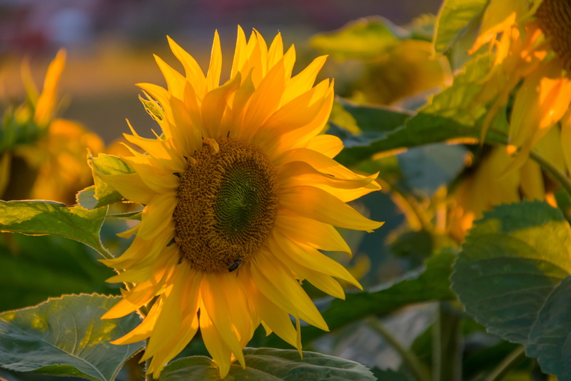outdoors, plant, yellow, petal, sky, sunset, field, Sunflower, summer, rural Scene, Sunflowers, nature, flower, leaf, Lund, agriculture, 5K, growth