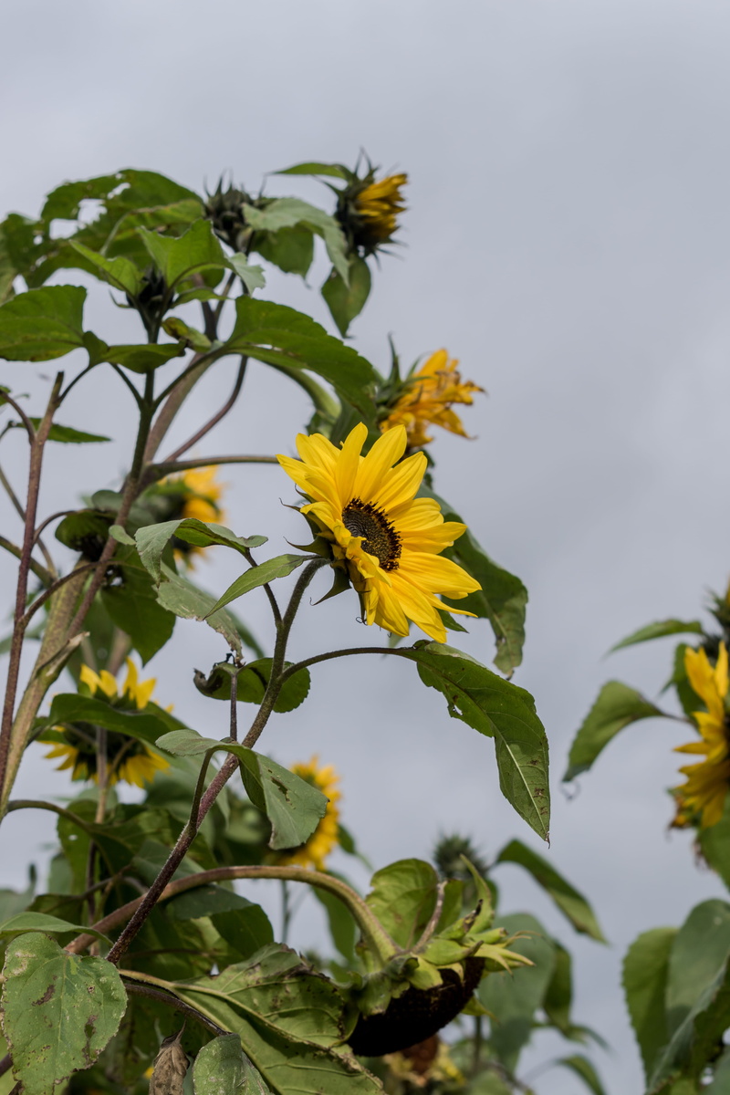 sunflower, lund, beauty in nature, outdoors, yellow, focus on foreground, growth, trees, flower head, plant, sky, day, wildlife, sweden, no people, inflorescence