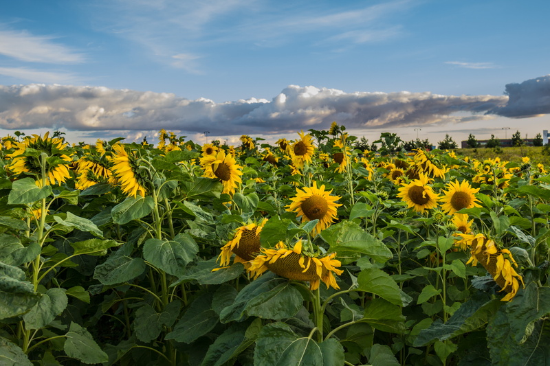 outdoors, canon eos, Field, 28 mm, country, moln, fält, Sunflower, ef, plant, f/3.5, 5K, iso_speed, photo, springtime, model, aperture, exif, landscape