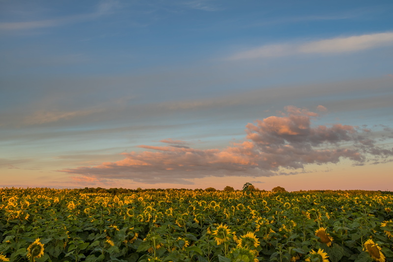 flower, 5K, summer, bed, meadow, golden, golden hour, Sunflowers, cloud, yellow, agriculture, Lund, farm, rural Scene, moln, blue, hour, outdoors, himmel