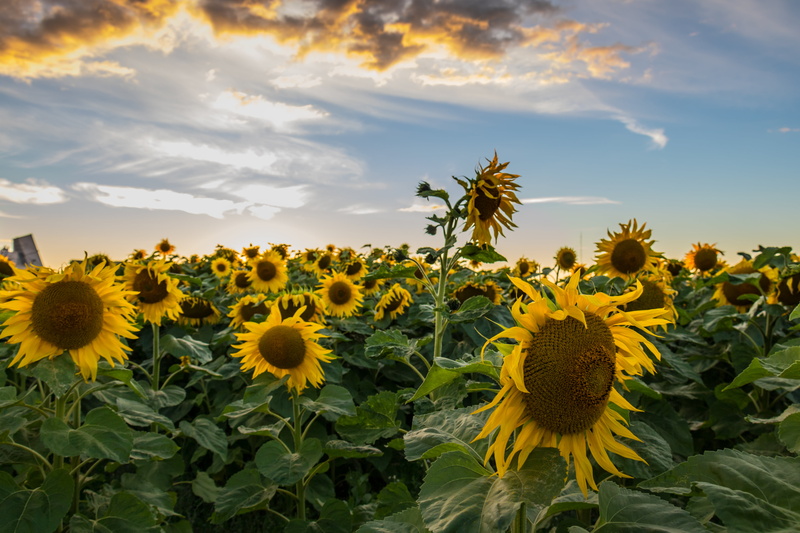 outdoors, yellow, close up, growth, sunlight, sky, Sun, 5K, agriculture, sunflower, close, cloud, plant, moln, seed, crop, Sunflowers, Field, rural Scene