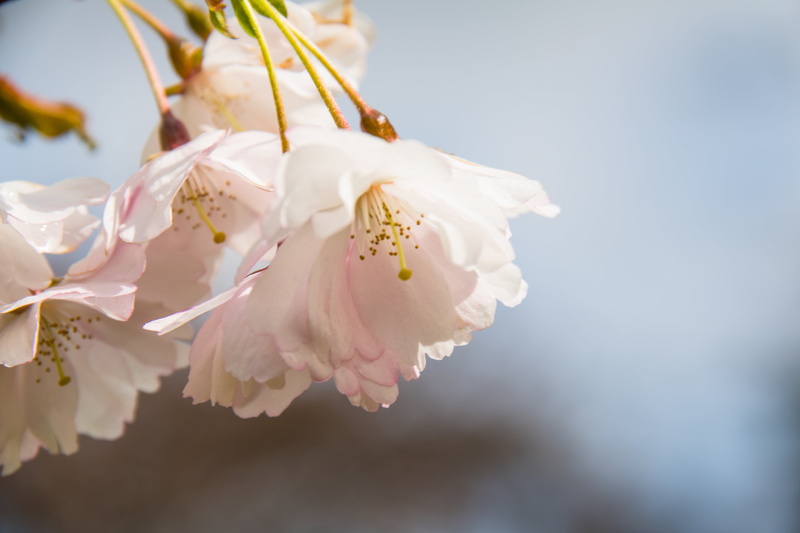tree, Botaniska trädgården, blom, flower, 5K, Spring, close-up, vår, blossom, springtime, Lund, flower Head, nature, branch, beauty In Nature, pink Color