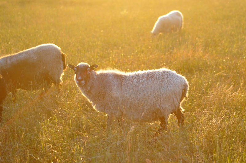vertebrate, lund, two animals, animal family, livestock, agricultural, plant, mammal, no people, domestic animals, animal, sheep, animal themes, animals in the wild